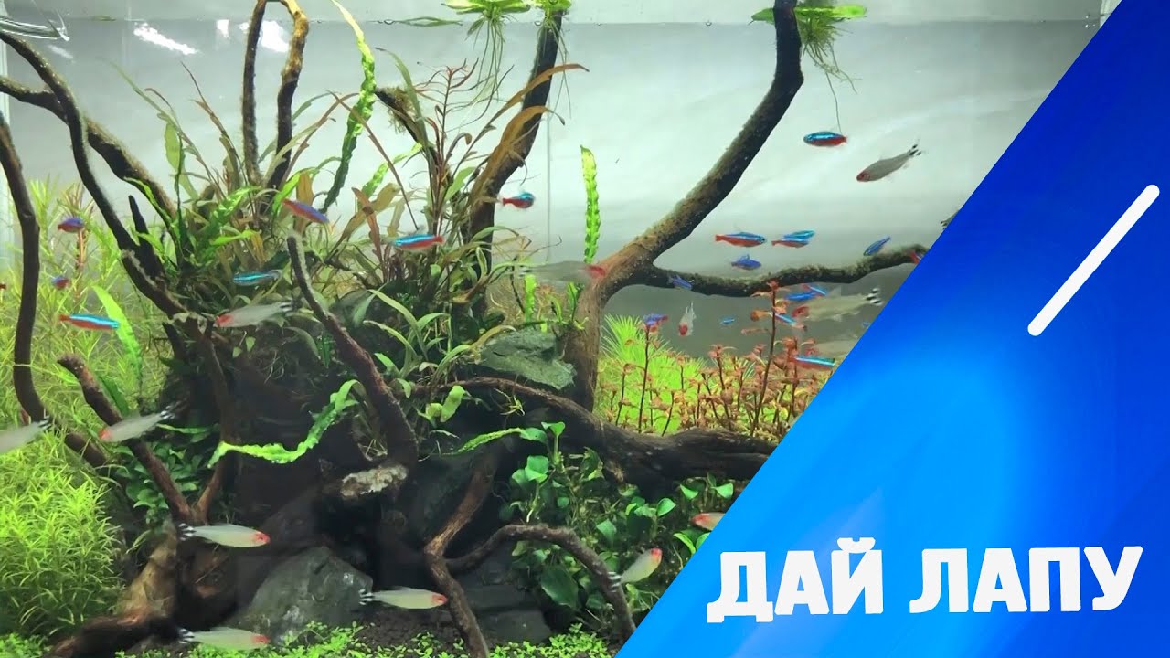 Як доглядати за акваріумом?