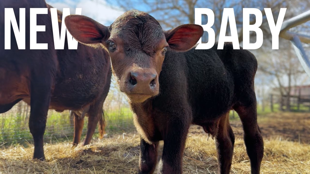 There’s a New Baby Animal on the Farm… | Spring on a Small Farm