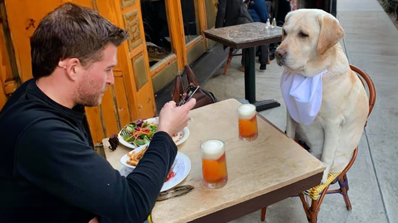 20 Momentos M&aacute;s Divertidos Entre Perros y Due&ntilde;os del A&ntilde;o 😂