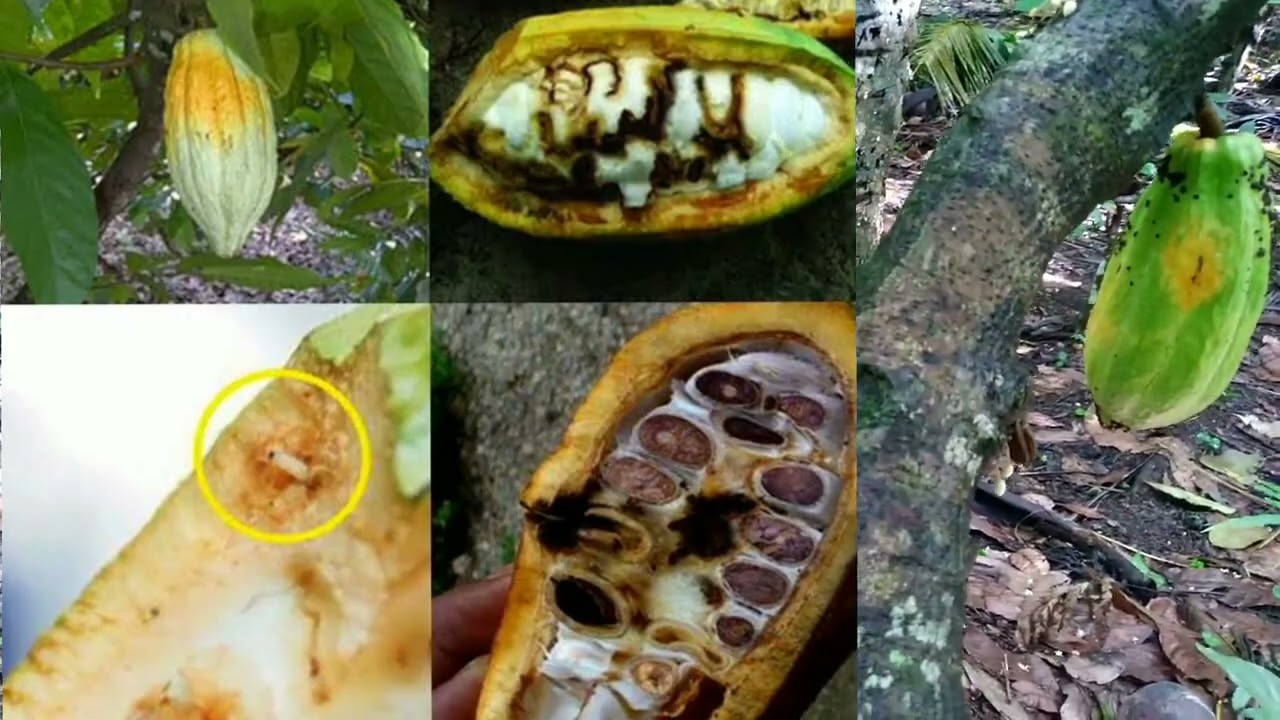 CARA PENGENDALIAN HAMA PENYAKIT TANAMAN KAKAO