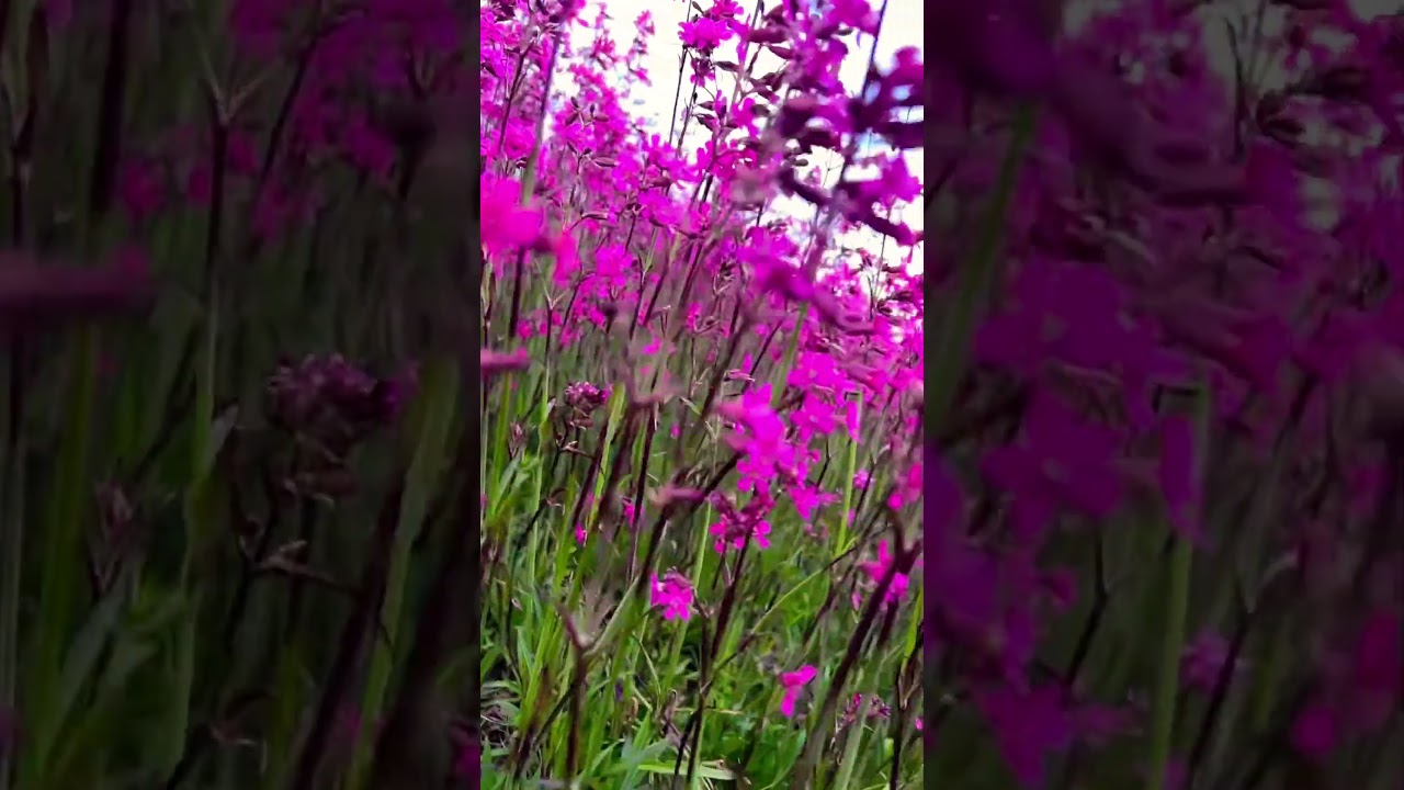 Smolka (viskaria) is a large blooming glade.Смолка -мистический цветок.🌺