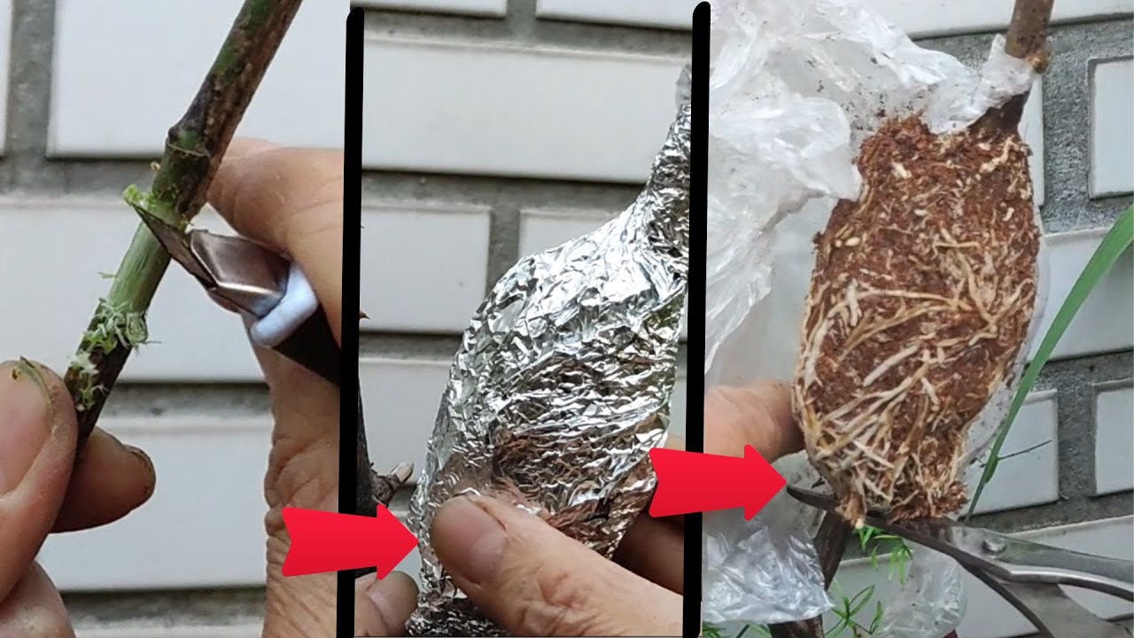 如何用環狀剝皮高壓法繁殖大株玫瑰花？