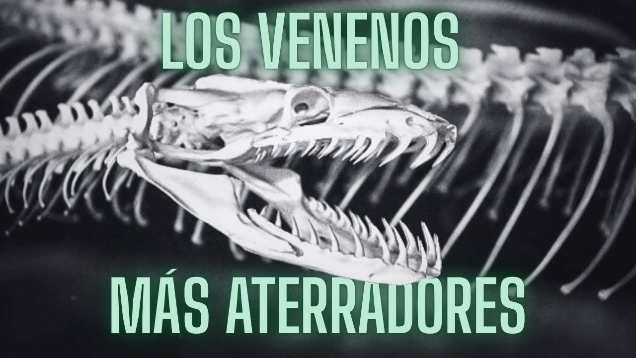 TOP 7 VENENOS MÁS ATERRADORES DE LA NATURALEZA.  Ft. @Mario de Wonder