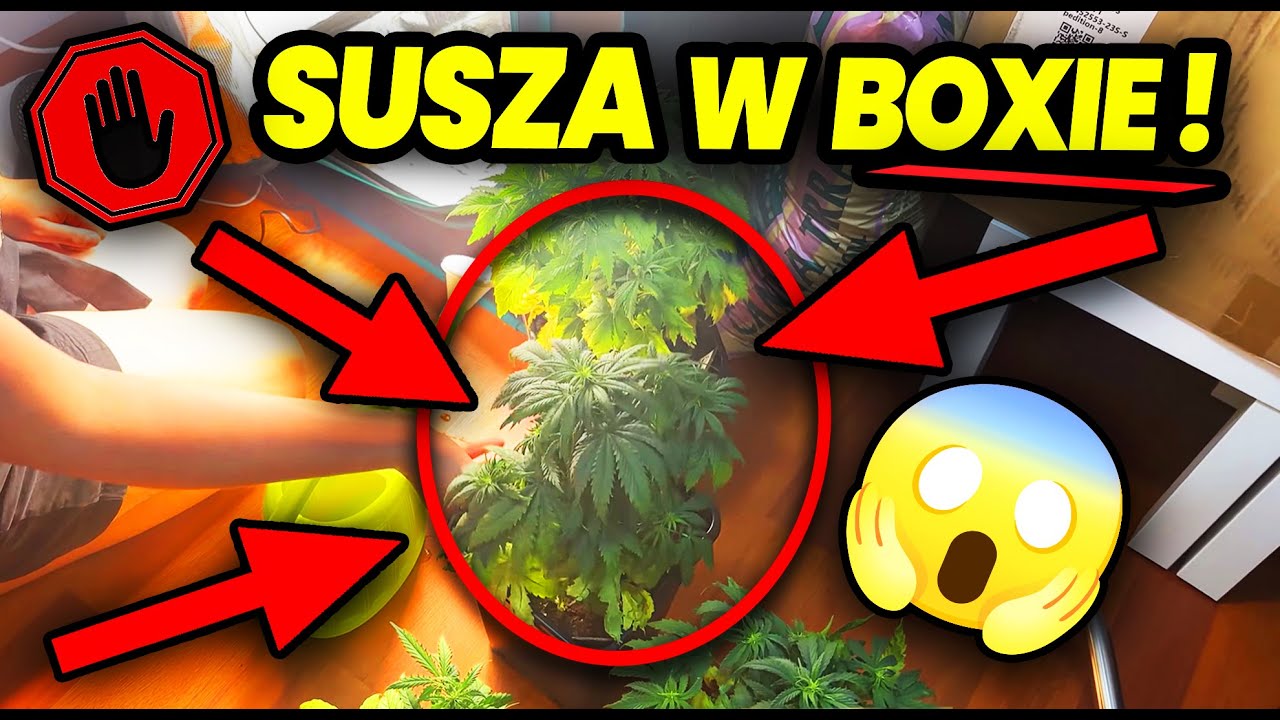 [VLOG 73] UWAGA! Stało się! 😱 1 dzień sprawił, że prawie zakończyliśmy uprawę zioła ! KONIEC ? Weed