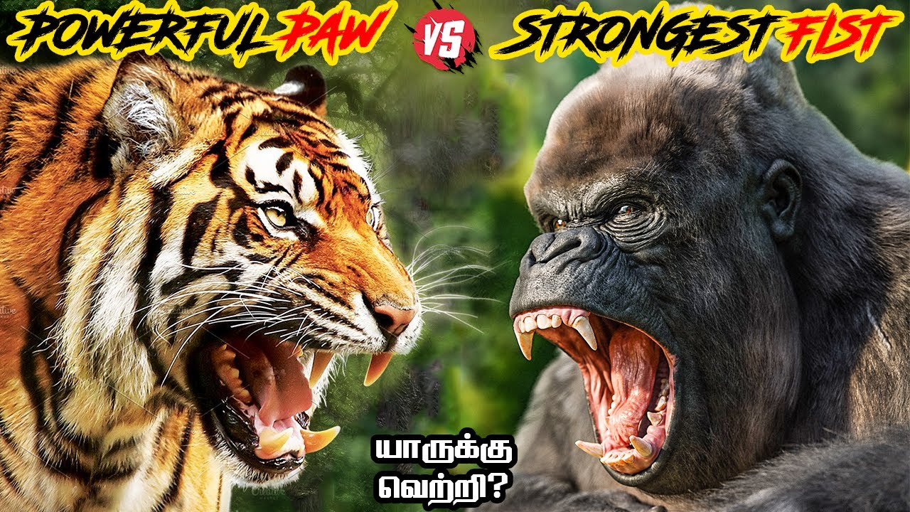 Siberian Tiger vs Silver back Gorilla in Tamil | சைபீரிய புலி vs கொரில்லா | savage point