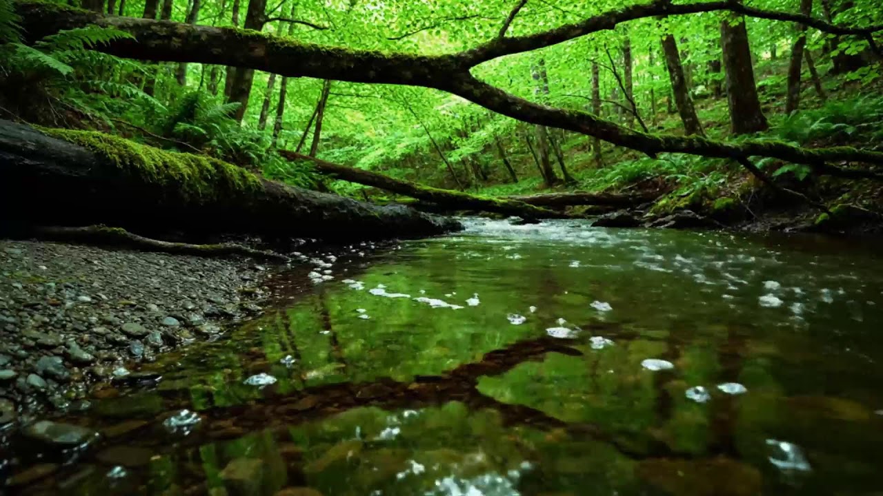 Forest Stream Sounds, Gentle Bird Song, Relaxing Nature Sounds