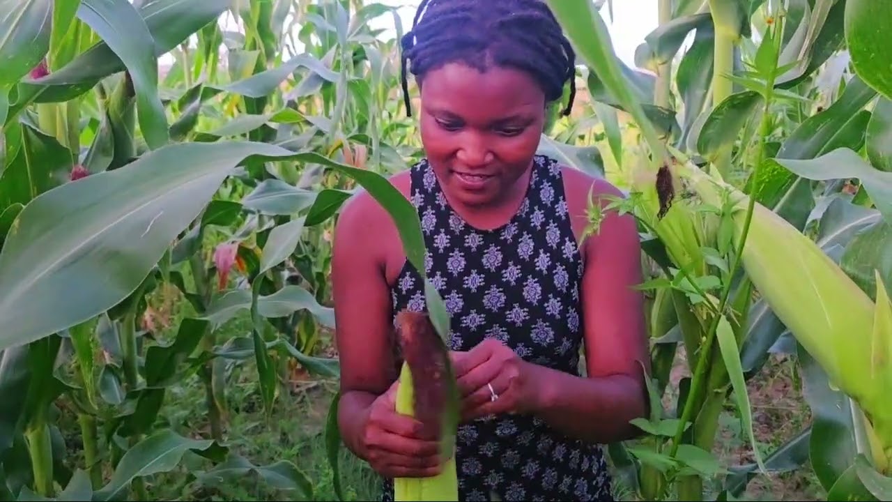 The Maize Project Update from the Farm