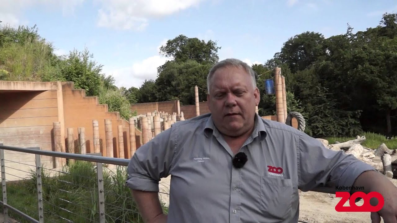 Opbrud i elefantflokken | Copenhagen Zoo