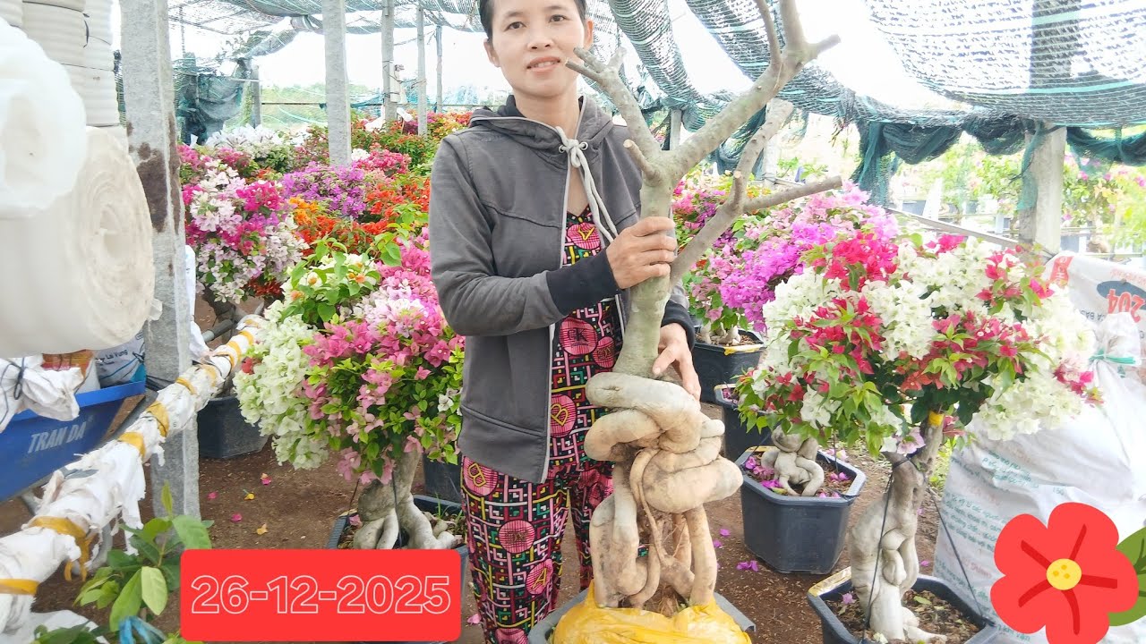 26-12-2025 giao lưu phôi Hoa Giấy Mỹ dáng trực củ đặc bao ship toàn quốc lh 0775755989 lan
