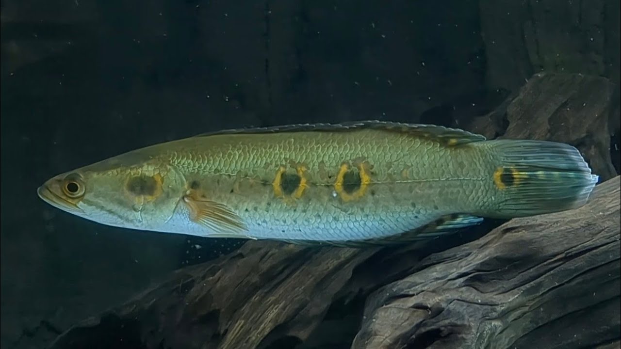 Nols Akvariehobby, fredagsklipp v. 12, 2023 - rovfisk, udda arter och annat kul!