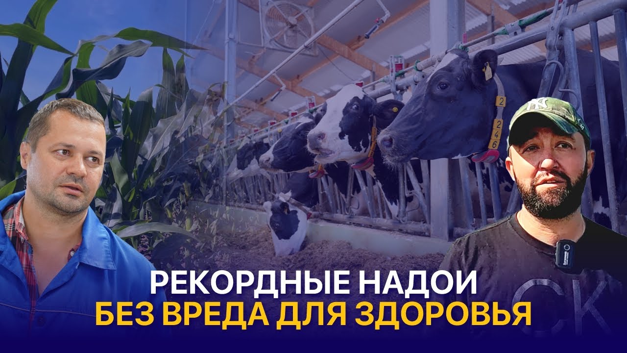 Рекордные надои, качественное молоко и секреты рациона голштинов — ТОО Айс