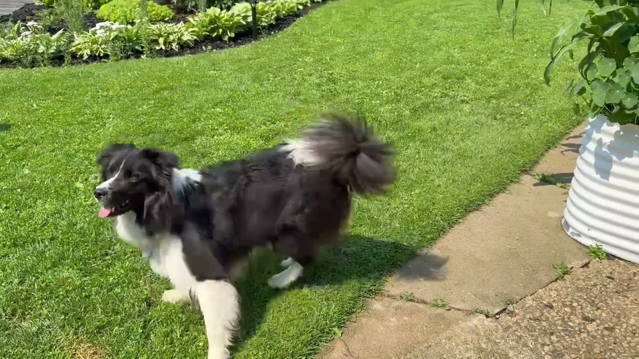 Dougie has a friend