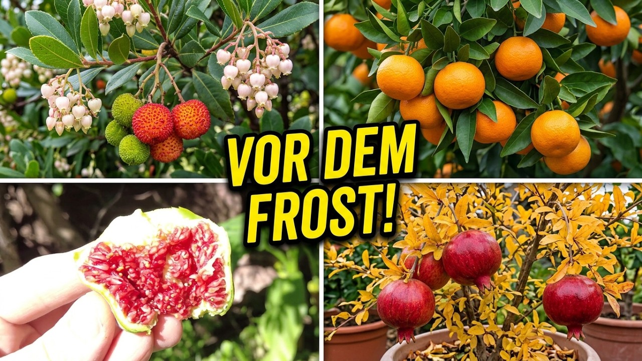 Erdbeerbaum, Zitruspflanzen, Feigen & Granatapfel vor dem Haus 25.09.2023