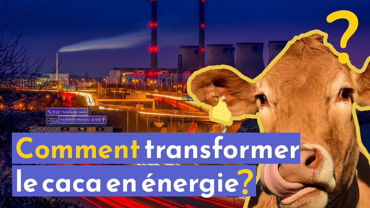 Les prodiges de la bouse de vache !