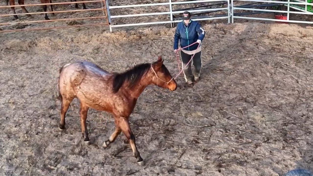 Tugboat Shows Off His Groundwork Skills