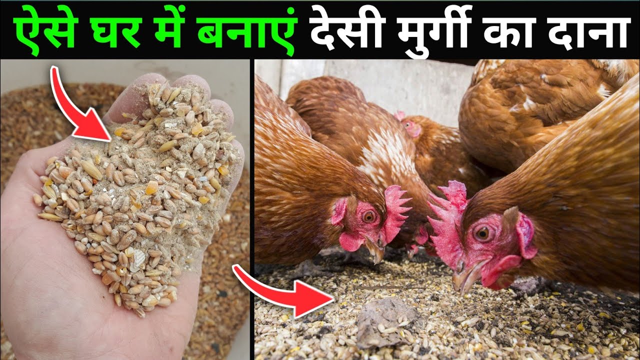 ऐसे घर पर बनाएं Desi Murgi के लिए सबसे सस्ता दाना👌| Homemade Chicken Feed Formula | Chicken Feed