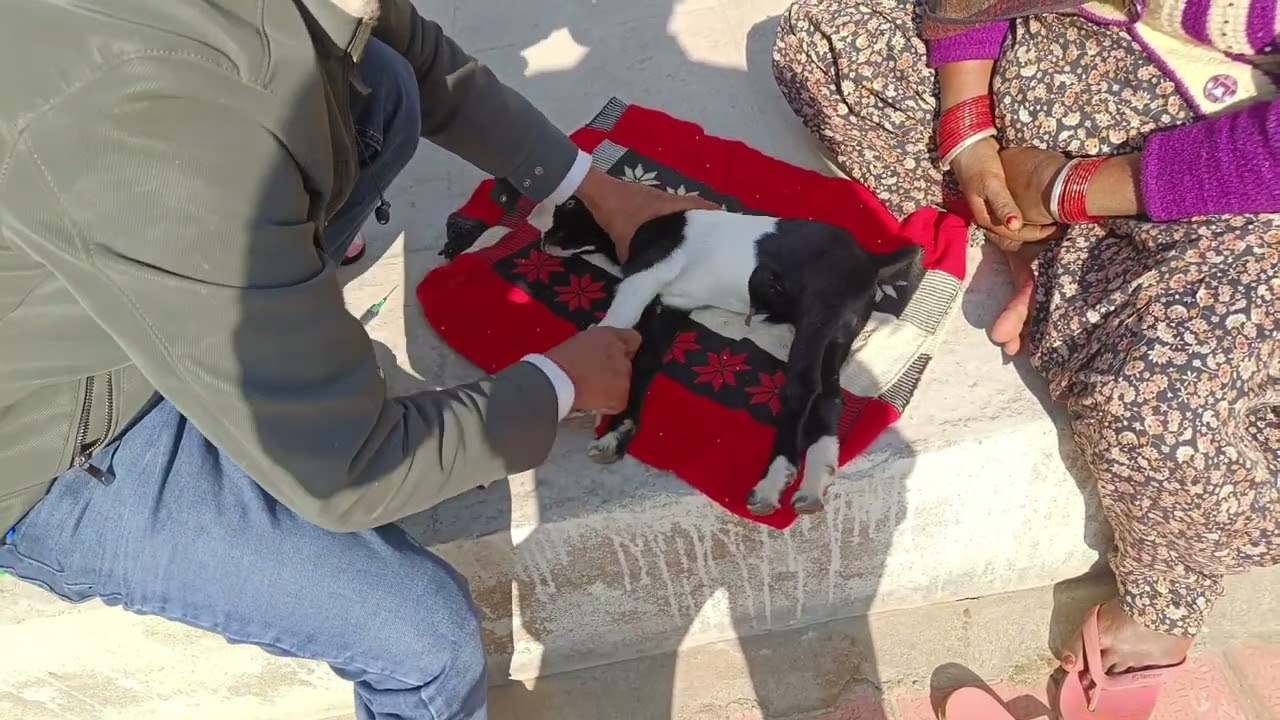 #बकरी के 7 दिन के बच्चे को अचानक यह क्या हुआ#टिटनेस/Titnus के लक्षण # 