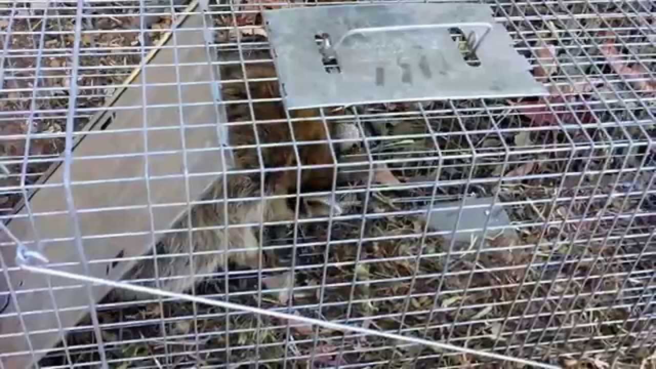 How to pick up a live trap with a raccoon in it