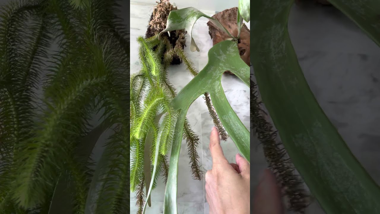Lycopodium huperzia collection series. Tassel ferns