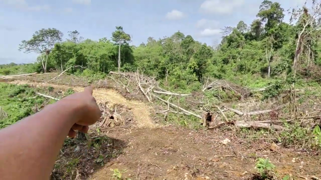 Info harga lahan di Kalimantan yang baru saya beli mungkin berguna