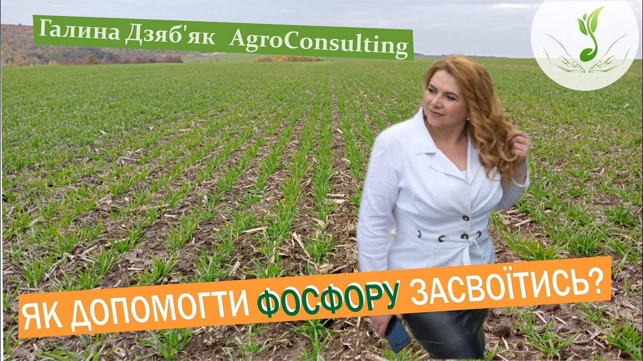 Як фосфор поводиться в ґрунті? Як краще внести комплексні добрива?