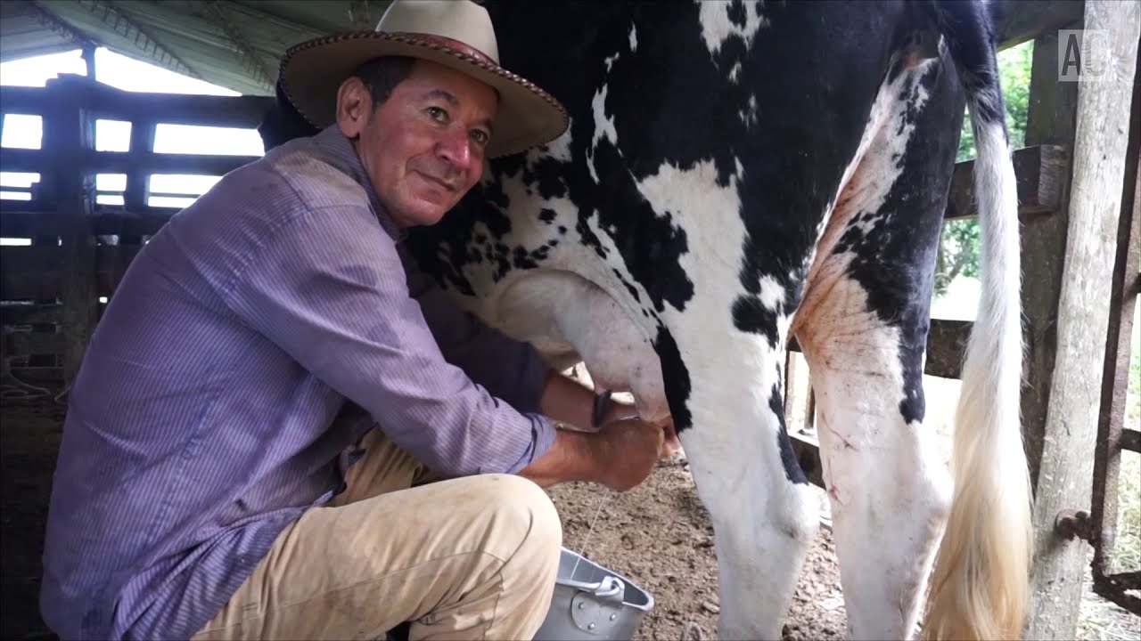 Leche Fresca de Campo - C&oacute;mo es orde&ntilde;ar una vaca en el campo | Aurita Comparte