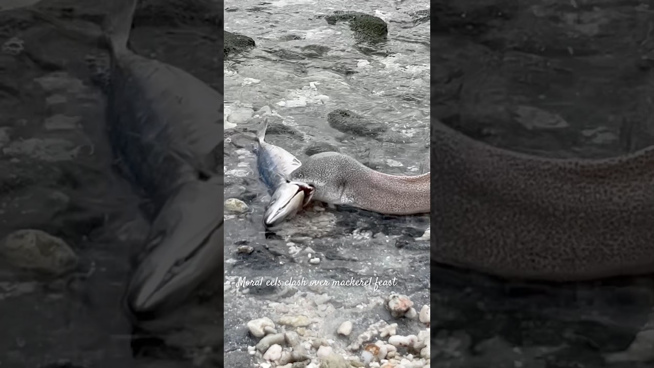 Moray Eels Clash Over Mackerel Feast! 🐍🐟 #MorayEel #OceanLife #marinewildlife  #natgeo