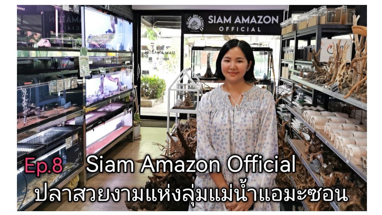 Siam​ Amazon​ Official​ Shop​ (ปลาสวยงาม​แห่ง​ลุ่ม​แม่น้ำ​แ​อ​มะ​ซอน​สุดคลาสสิค)​Ep.8