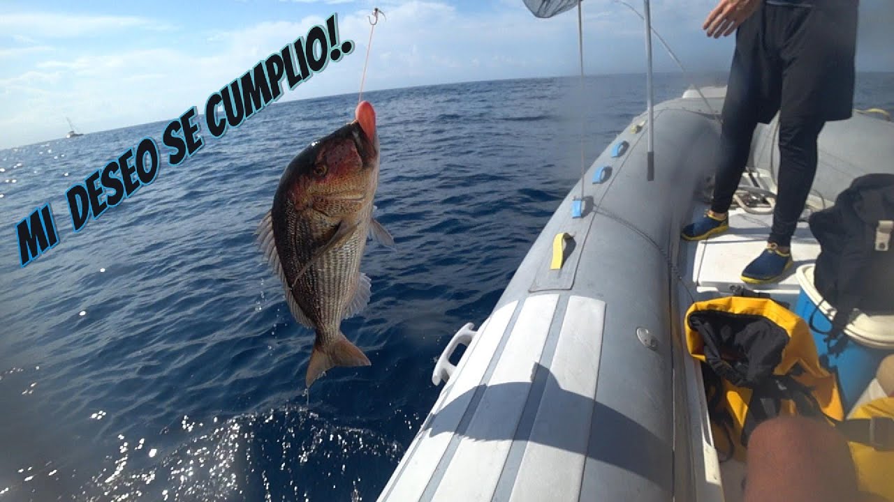 Pescando en el paraíso de los peces, con David Shark TV!