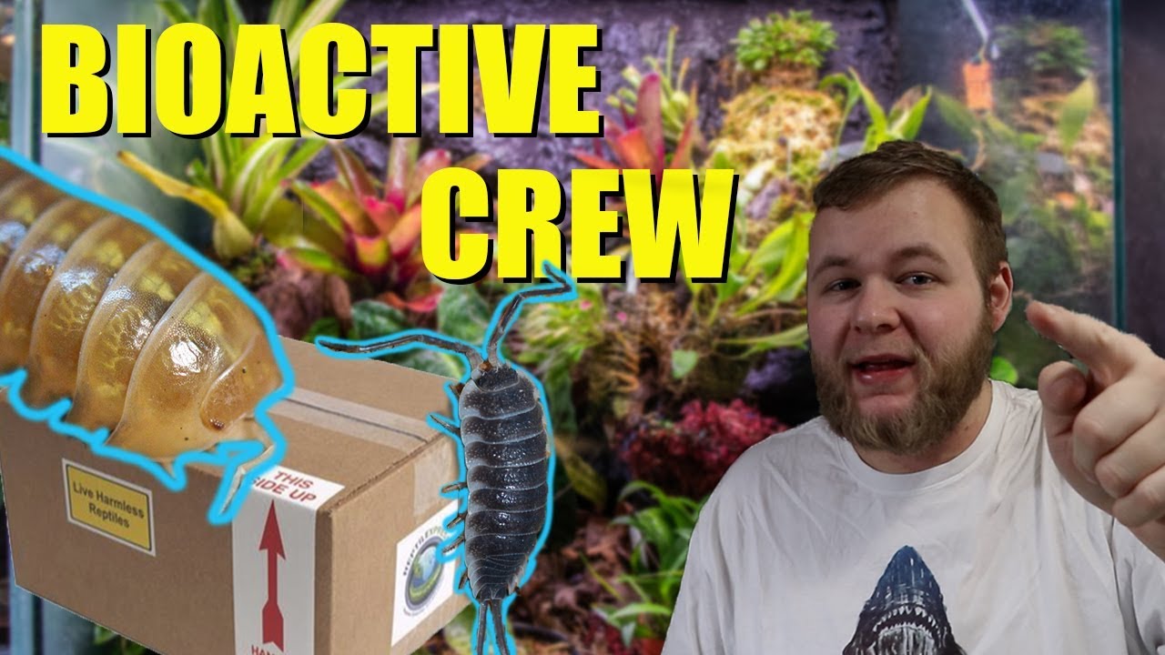 UNBOXING BIOACTIVE CLEAN UP CREW!!! | Isopods from Reptiliatus