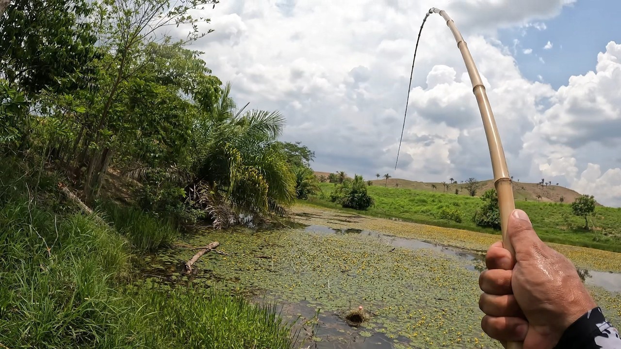 A BOCUDONA mora na beirada😱 Foi jogar ali que a bitela levou a Boia pro fundo, pesca Traíra no bambu