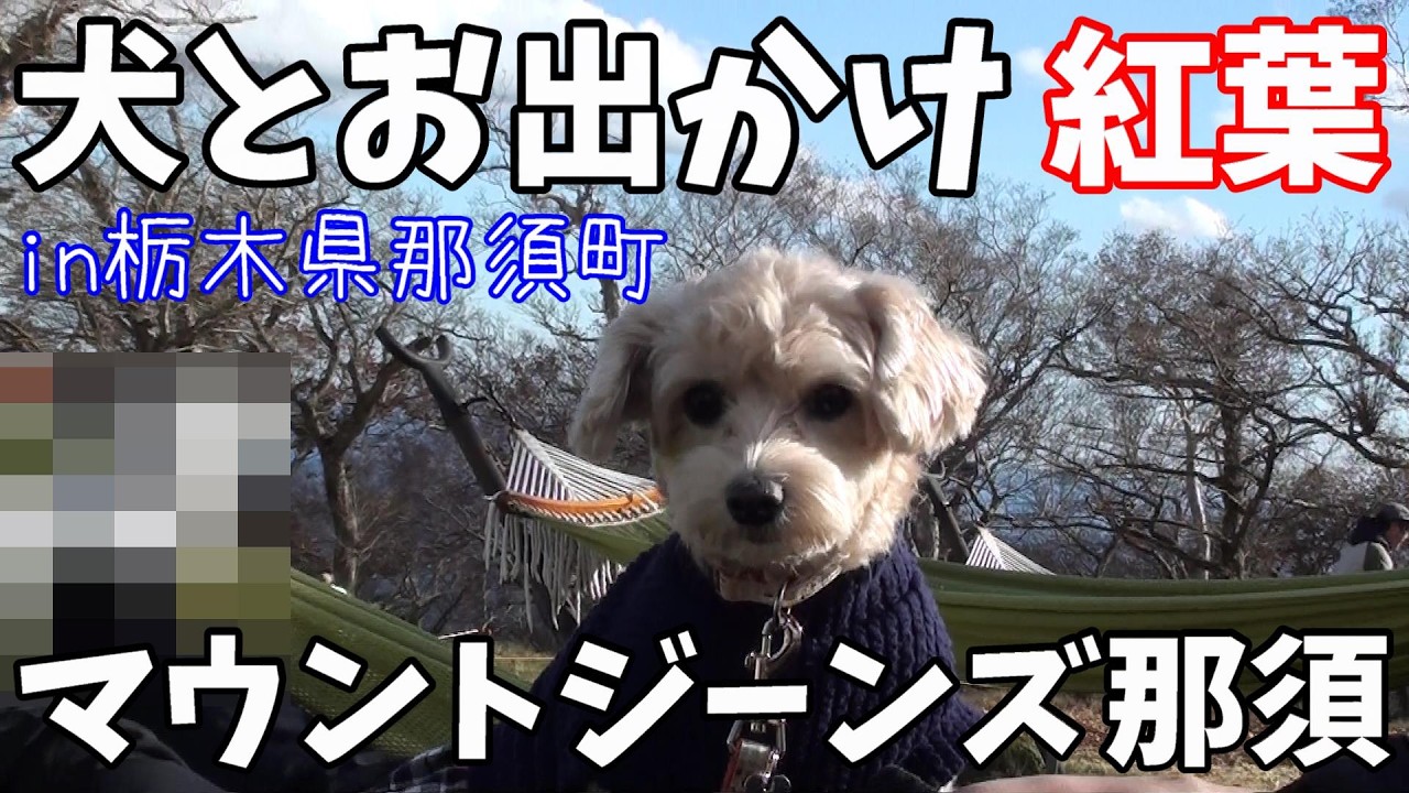 【犬とお出かけ】マウントジーンズ那須の山頂が楽しすぎた！ 