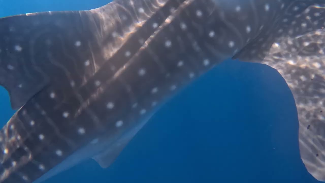 Whale shark 002
