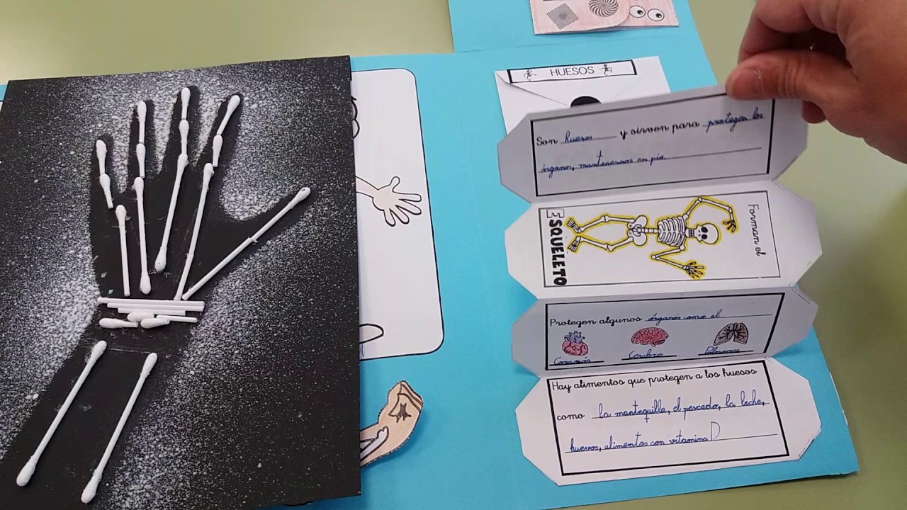 Lapbook cuerpo humano