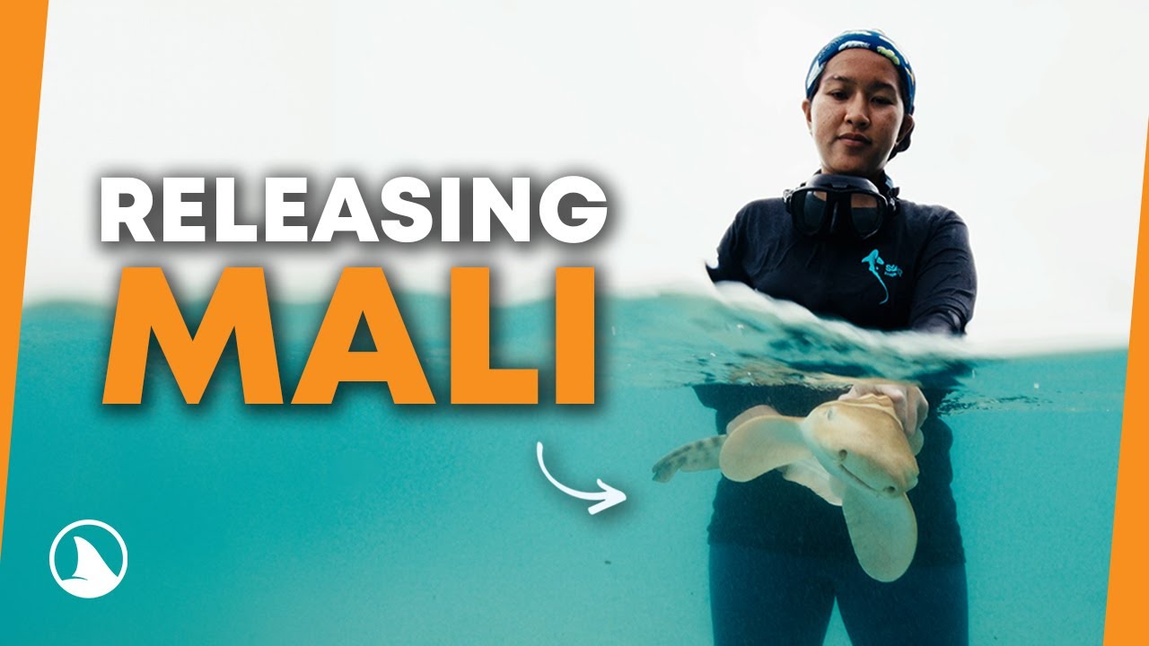 Mali's Release | StAR Project
