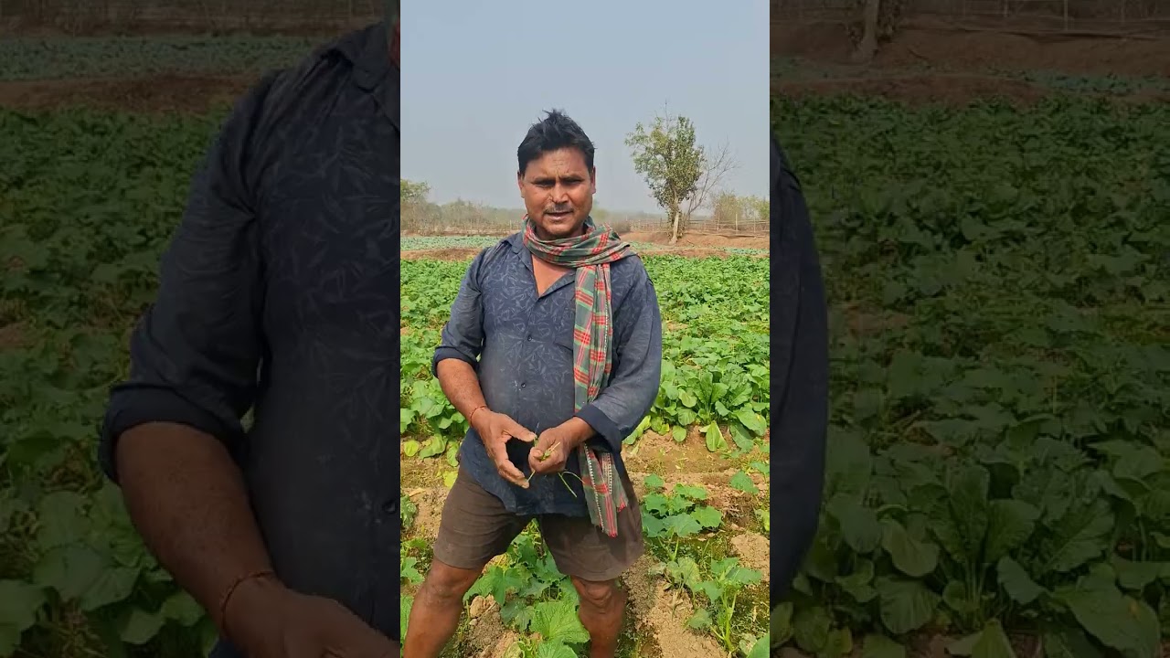 ଚାଲନ୍ତୁ ବୁଲିଯିବା ଆଜି ବଟୁ ବାବୁଙ୍କ ନିଆରା କାକୁଡ଼ି ଚାଷ ଦେଖିବା 