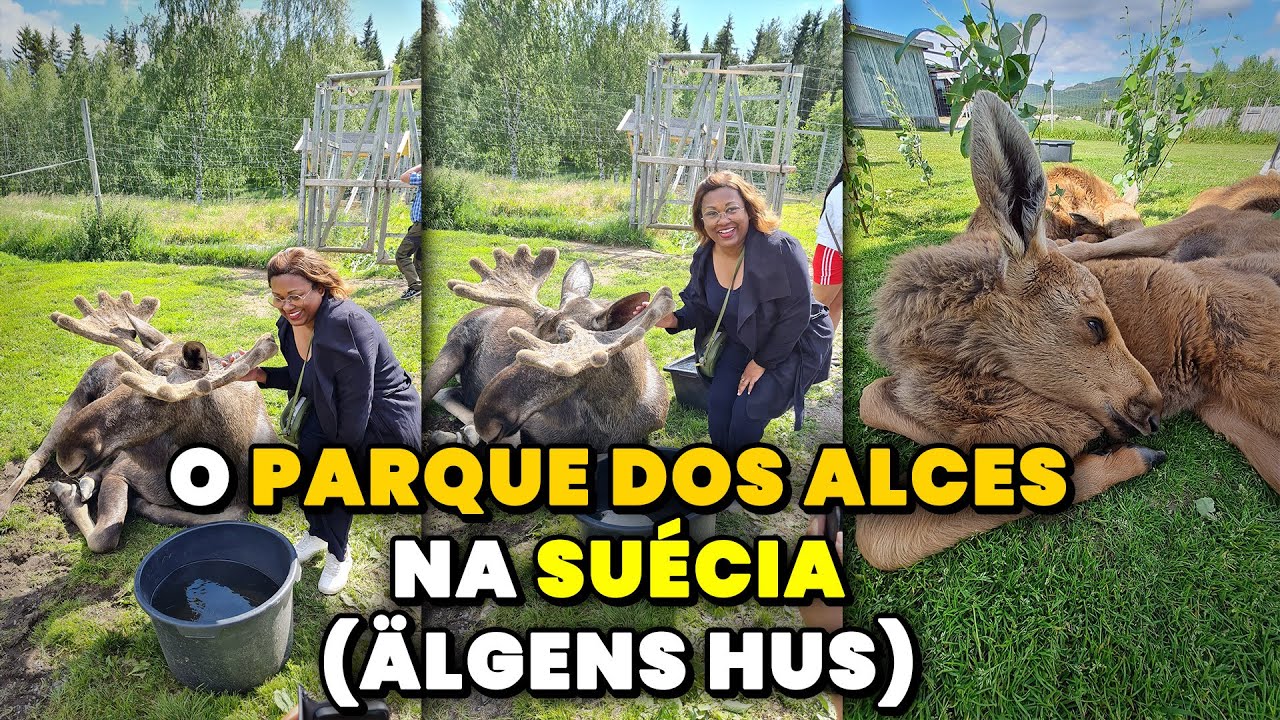 O PARQUE DOS ALCES NA SUÉCIA (VENHA CONHECER COMIGO)