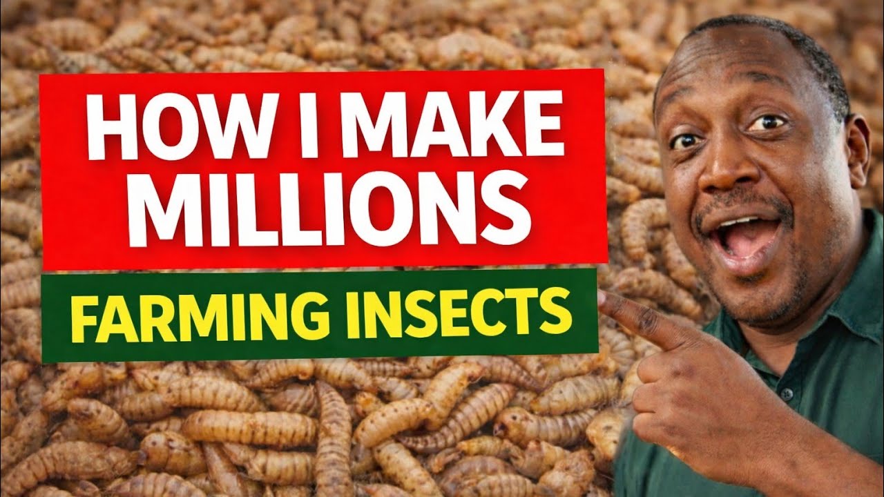 How To Make Millions From Black Soldier Fly Farming(The Lazy Way)
