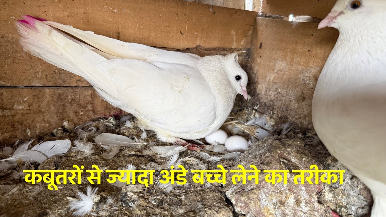 अंडे बच्चे वाले कबूतर का दाना  कैसे करें | What to feed breeding pigeons |