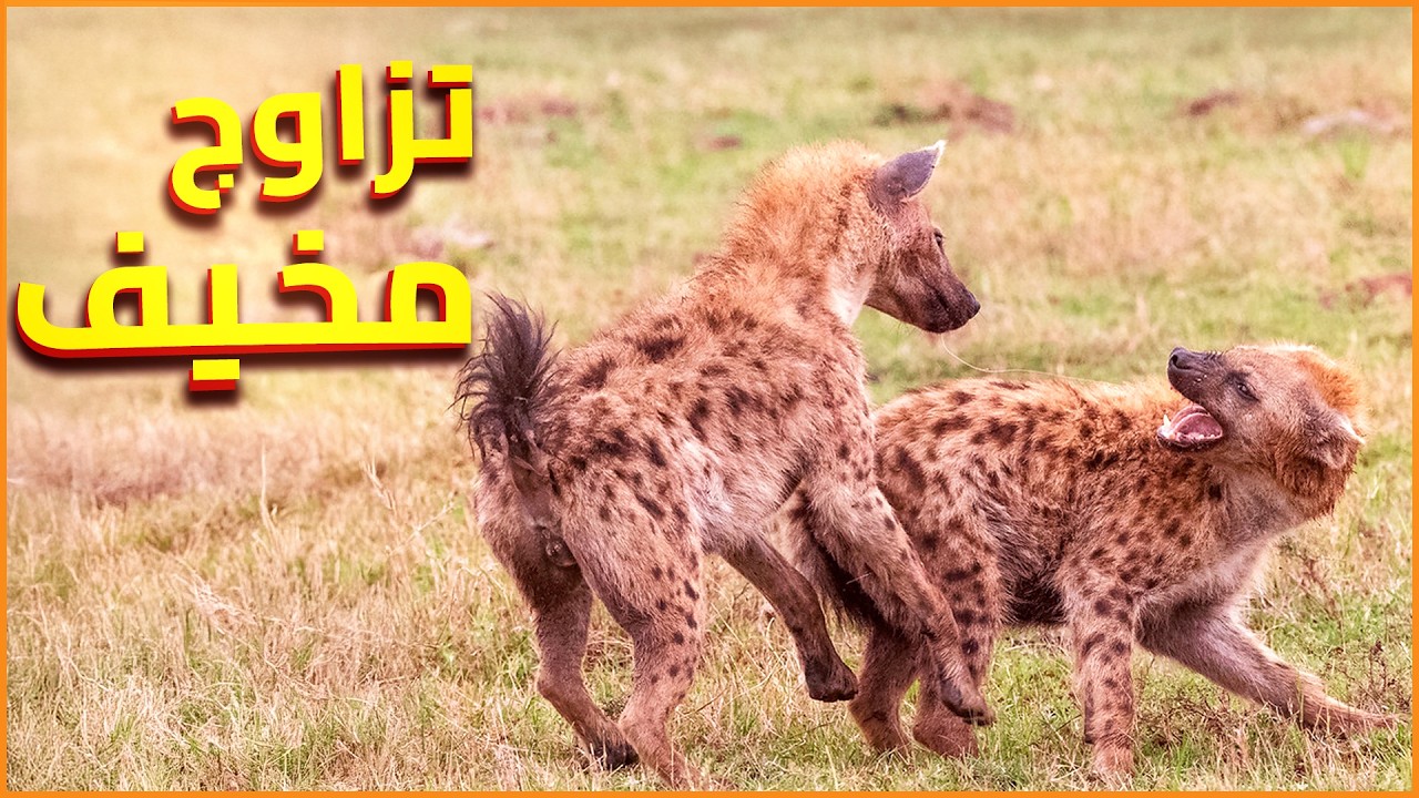 تزاوج الضباع | الانثي تقهر الذكر - اغرب تزاوج فى ممكلة الحيوان