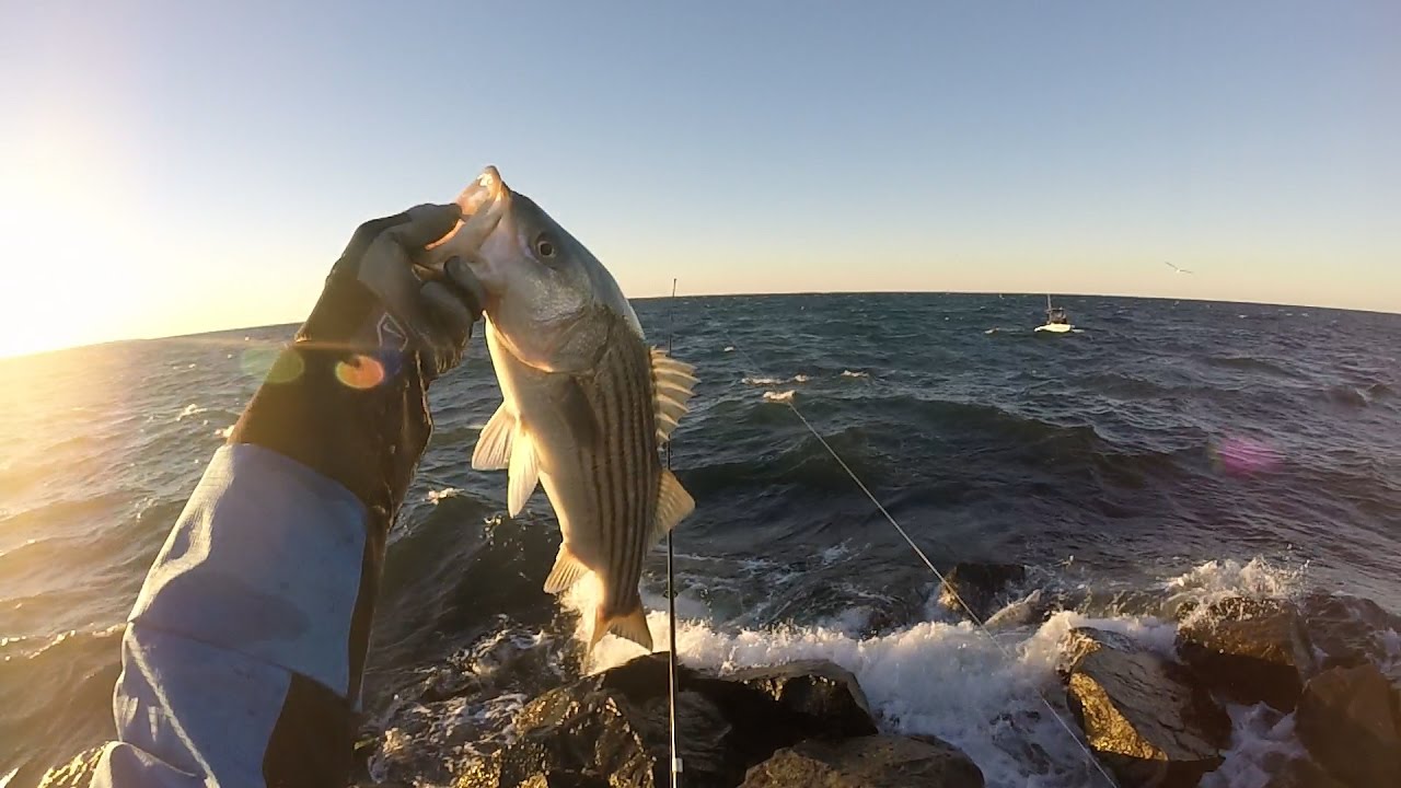 Surprise Striper Blitz in the new hot spot.