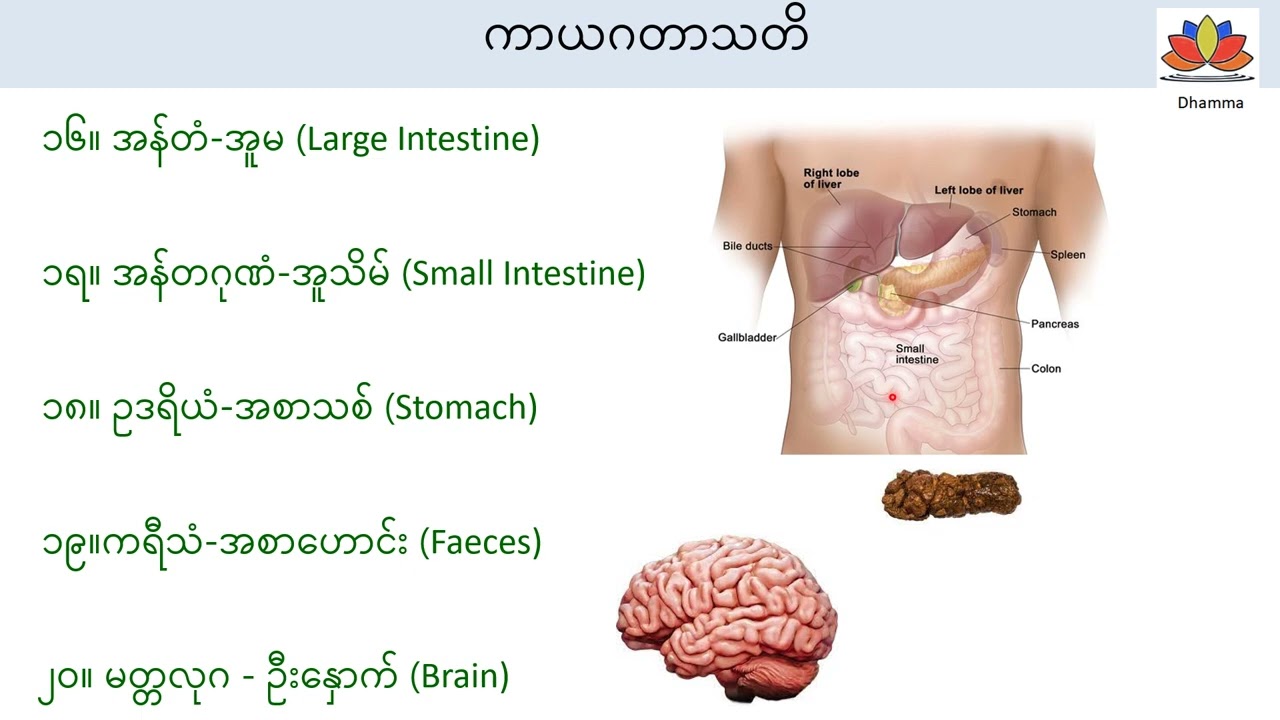 ကမ္မဋ္ဌာန်းပိုင်း ၄ ၃၂ ကောဋ္ဌာသ ကာယဂတာသတိ