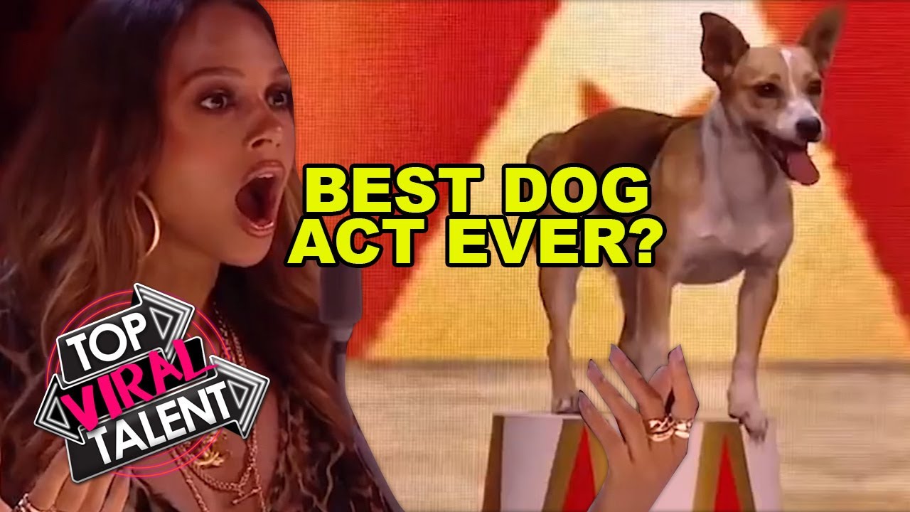 Is THIS the BEST DOG ACT EVER??