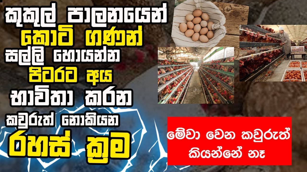 මෙච්චර දවස් අපෙන් හංගපු බිත්තර ගන්න රහස #poultry