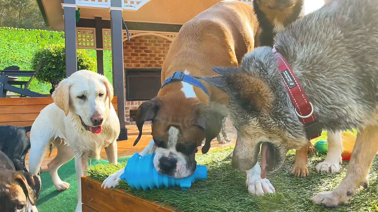 The farm is home to many swallows, new squeaky pigs are just what Sparty and Bandit ordered