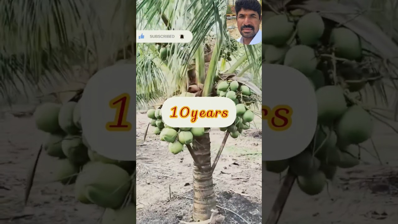 #hybridcoconetplants3years high yielding variety plants calland subscribe door🚚delivary 🥥7989901772#