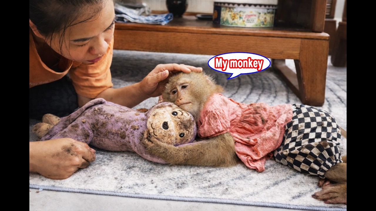 Monkey Lyly accidentally soiled her stuffed monkey friend and then did something heartwarming.