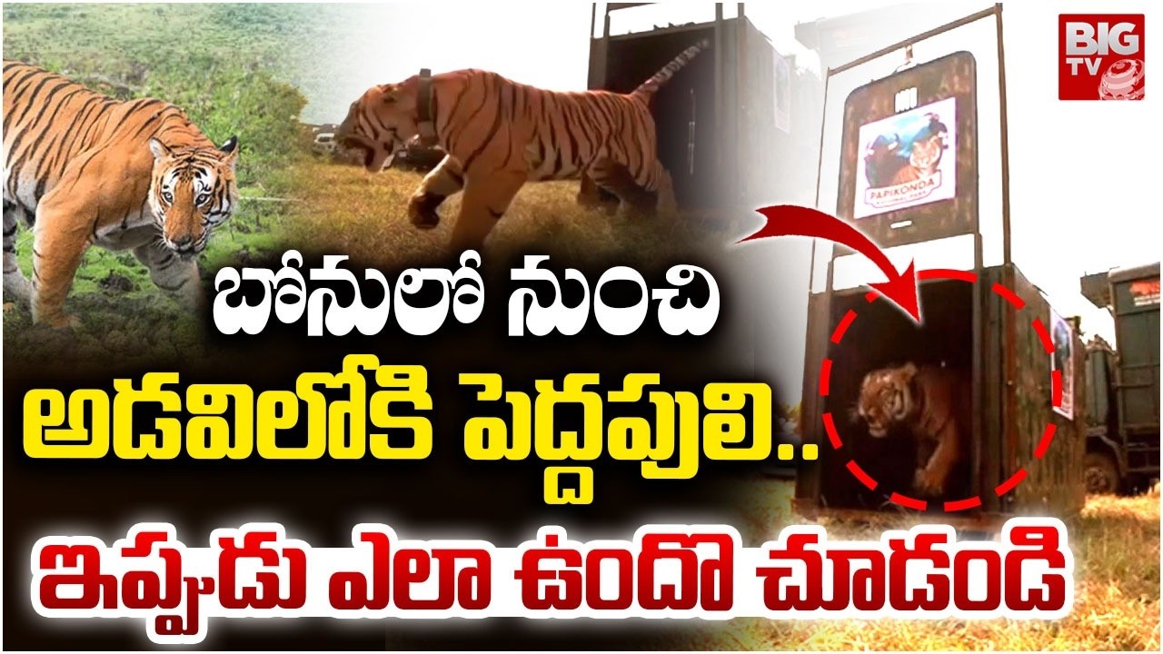 Rajahmundry Captured tiger released into Papikonda National Park | బోనులో నుంచి అడవిలోకి పెద్దపులి..