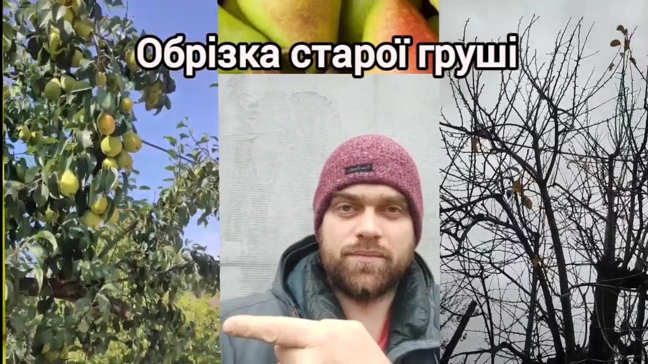 Омолодження старої груші + захист від іржі: схема обрізки і догляду | Bodan Agro