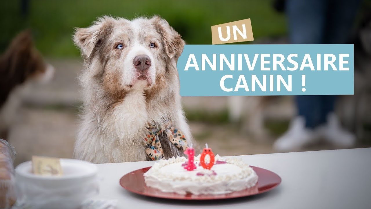 ON ORGANISE UN ANNIVERSAIRE À MON CHIEN AIKO ! (10 ans)